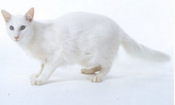 A white Angora