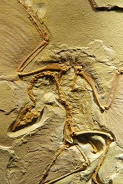 Archaeopteryx fossil, the Berlin Specimen