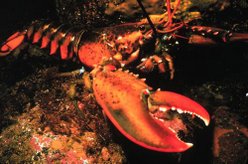 American lobster (Homarus americanus)