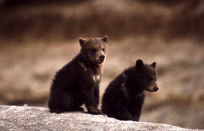 American black bear cubs 