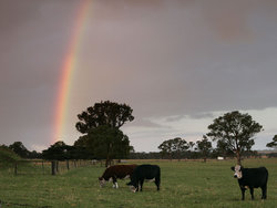 Rainbow arching over a paddock of cattle