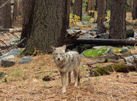 Coyote in a forest