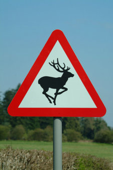 Deer are known to jump in front of moving automobiles suddenly, hence this road sign. Deer horns can be mounted on vehicles to alert deer of oncoming traffic.