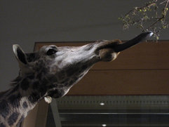 Giraffes use their long, prehensile tongues to extend their reach.  Specimen at the National Museum of Natural History, Washington, DC.
