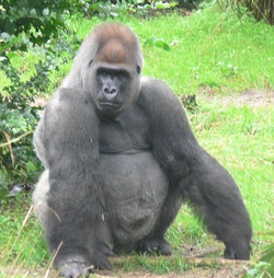 A male silverback gorilla