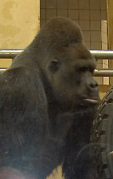 Gorilla beringei graueri