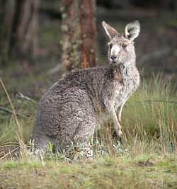 image:Eastern-Grey-Kangaroo.jpg