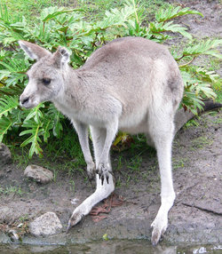 A kangaroo at Disney's Animal Kingdom