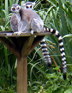 Ring-tailed Lemurs (Lemur catta)