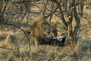 Lions at a kill