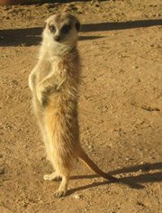 A meerkat in the Kalahari Desert