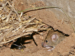 Feral mouse