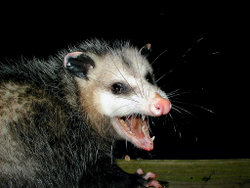 Growling Opossum