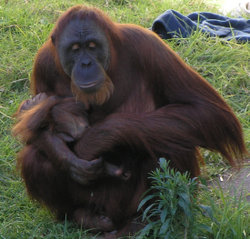 Female Orangutan and baby in Perth Zoo
