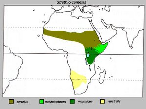 The distribution of ostriches in Africa