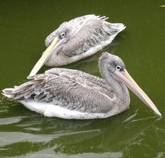 Pink-backed Pelicans (Pelecanus rufescens).