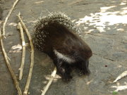 Brush-tailed porcupine