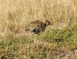 The bane of Australian farmers - the wild rabbit