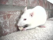 A pet rat