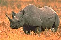 Image:Rhino-216.jpg