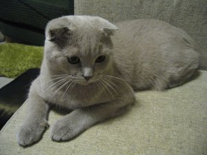 A young "single fold" Scottish Fold.