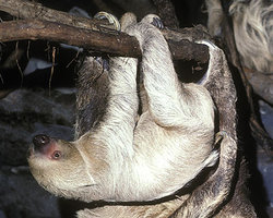 Two-toed Sloth