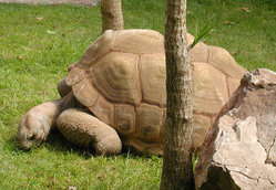 Aldabra Giant Tortoise (Dipsochelys dussumieri) from Aldabra atoll in the Seychelles.