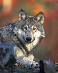 Gray Wolf (Canis lupus).