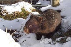 Wombat in the snow