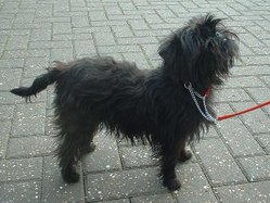 Black is the most common coat colour of the Affenpinscher