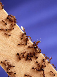 Fire ants, originally from South America, are one of the most aggressive species of ants.