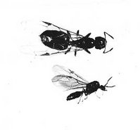 Acrobat ant (Crematogaster - Myrmecidinae)
