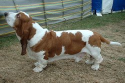 Red and white Basset