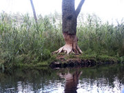 Beaver tree