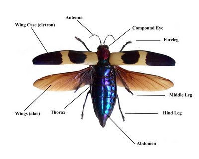 Overview of the dorsal anatomy of a Beetle
