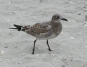 A juvenile Laughing Gull on the beach at Atlantic City.