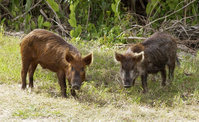 Wild pigs introduced into Florida.