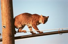 A male Bobcat in an urban surrounding