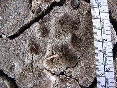 Bobcat tracks in mud.  Note the hind print (top) partially covering the fore print (center).