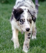 Blue merle BC puppy at 14 weeks using herding eye (gaze and lowered stance); this dog's eyes are different colors, which is not uncommon in merles.