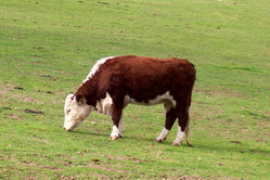 Hereford heifer grazing