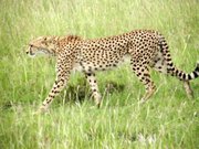 A cheetah in Kenya