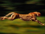 A running cheetah