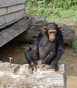 Common Chimp