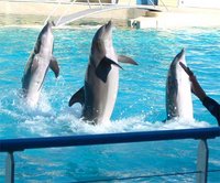 Dolphins in balance.