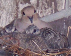 Nestlings and mother Mourning Dove