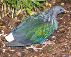 Nicobar Pigeon (Caloenas nicobarica).