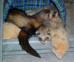 Ferrets sleeping in a pile
