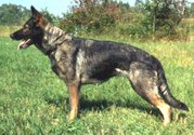 Black Sable (or gray) GSD, the original color and still common in working lines
