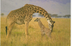 Female Giraffe with calf, in Kenya.